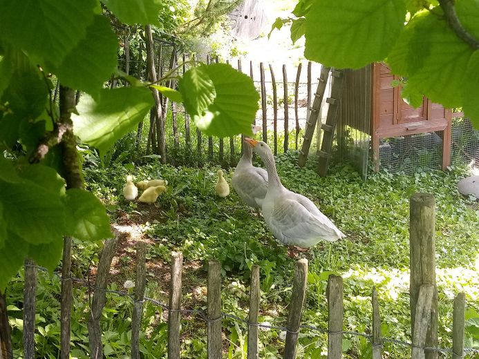 Habiter de façon idyllique dans l'Allgäu – spacieux appartement mansardé avec vue de rêve – Umgebung