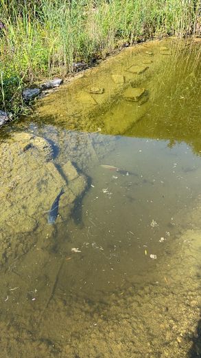 Wohnen und Arbeiten: Stilvolles Mehrfamilien- und Geschäftshaus mit großem Garten. – klares Teichwasser