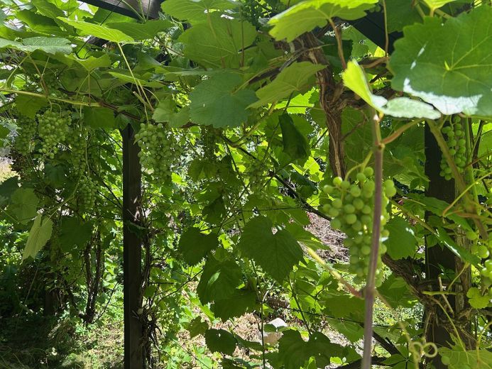 Freistehendes Mehrgenerationenhaus am Ortsrand – Garten mit div. Obstgehölzen
