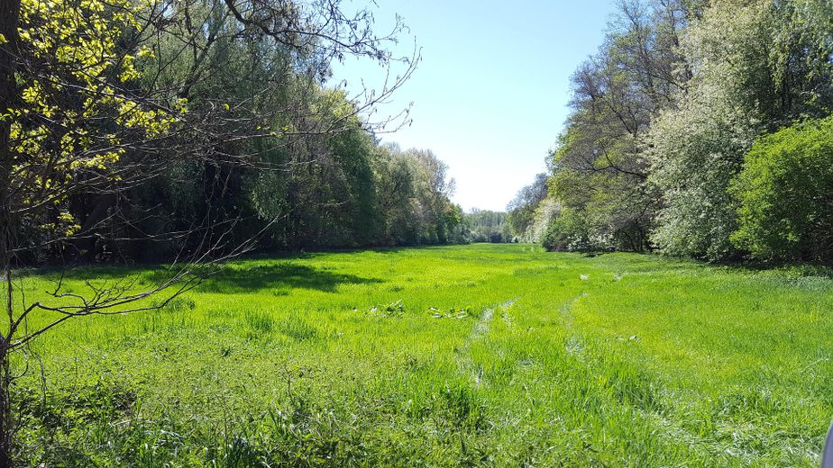 Ideal für Pferdehaltung - Einfamilienhaus, Baugrundstück, Stall und Hausweide / Resthof – Große Waldwiese