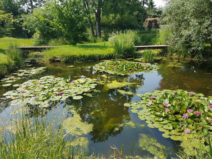 Naturteich mit Seerosen