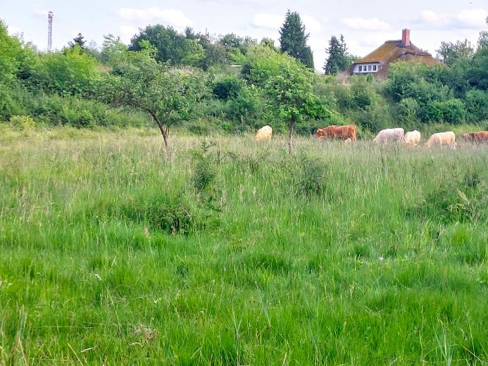 Blick von der Müritz aus