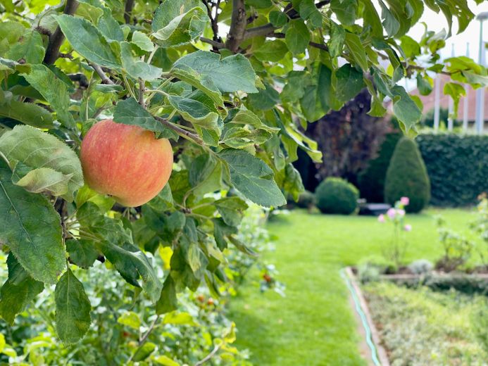 Selten am Mainzer Stadtrand: 6-Zimmer-Haus mit großem Privatgarten – Apfelbaum im Garten
