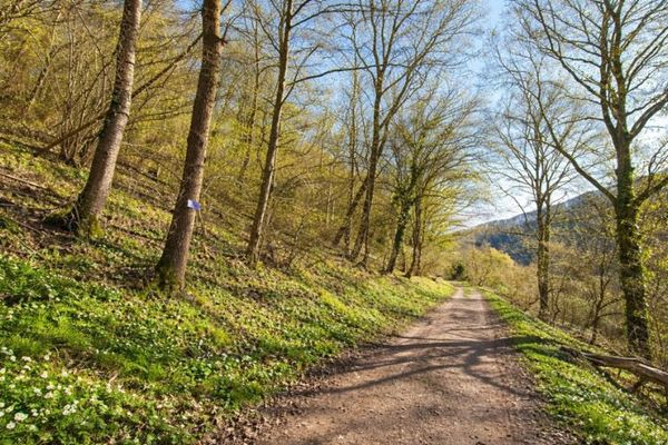 Terreno da sogno in posizione soleggiata al margine di Dausenau