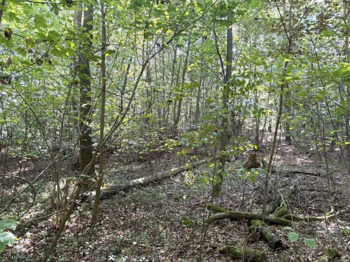 Bennewitz’te kiralanmış kısmi alanı bulunan orman arazisi – Fotoğraf 1