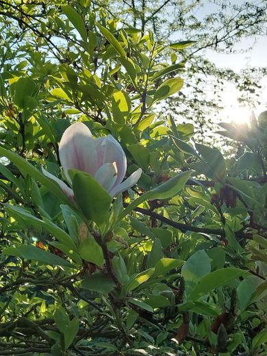 Tulpenbaum