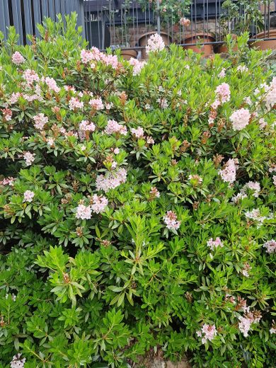 Gartenimpression