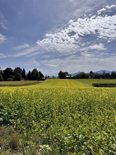 Baugrundstück mit Bergblick in Breitbrunn am Chiemsee – Foto 2
