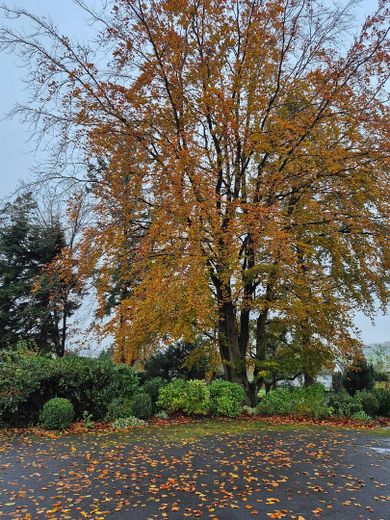 Garten 2