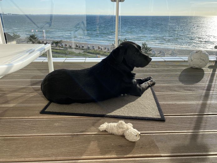 Meerblick ohne Grenzen- Exklusive 4.5 Zimmer Wohnung in erster Reihe von Scharbeutz – Hund im Homeoffice
