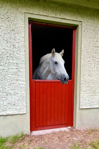 Landhaus unter Reet am See, Gästewohnung, Stallungen, Weiden und Wald. – Pferdebox