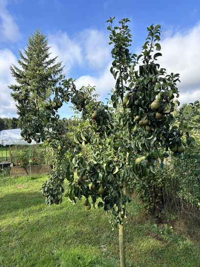 Familienparadies mit Swimmingpool, Tennis- und jede Menge Platz! – Obstgarten