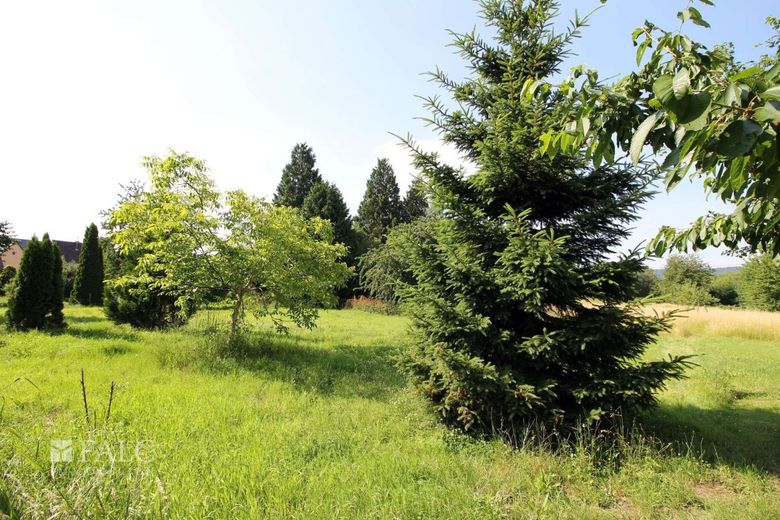 Natur hinter dem Garten