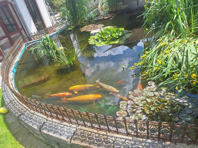 Attraktives Einfamilienhaus  mit Pool, Gartenteich und Photovoltaik in ruhiger Lage – 20240608_125138