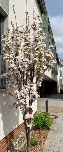 Aussenanlage - Zufahrt