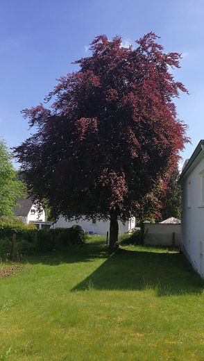 Rotbuche im Garten
