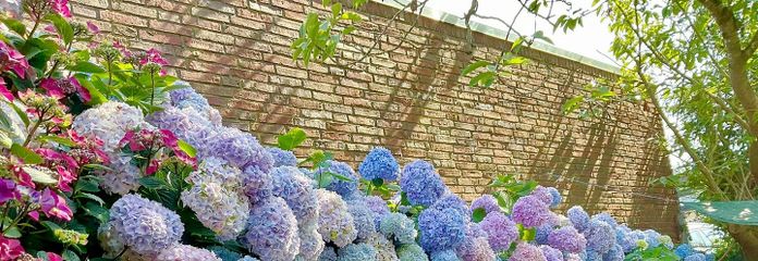 Terassenseite  Blaue hortensie