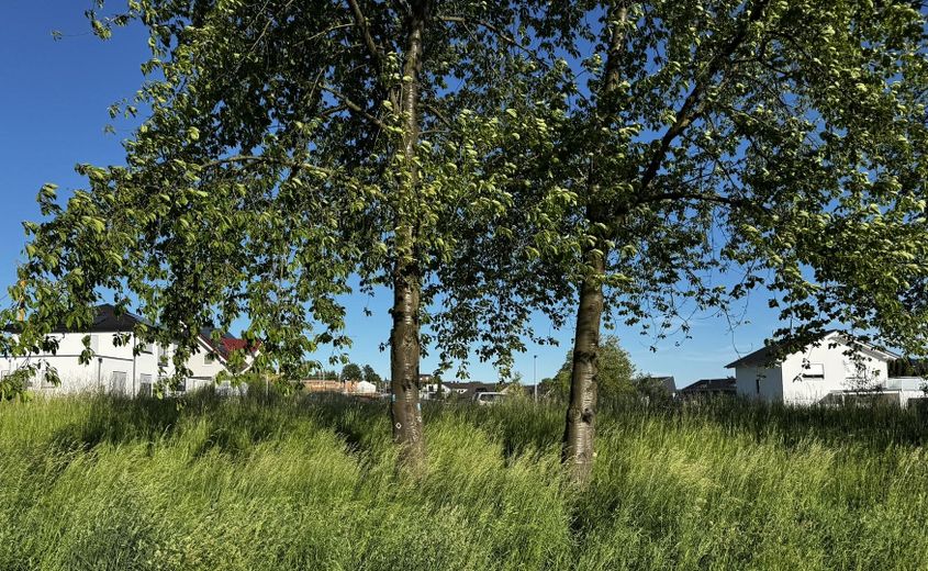Westansicht