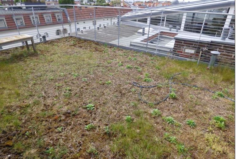 Dachterrasse2