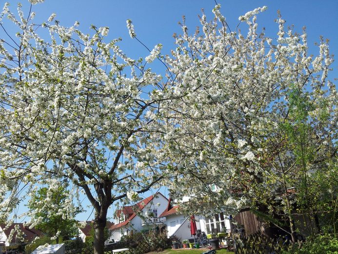Frühling 