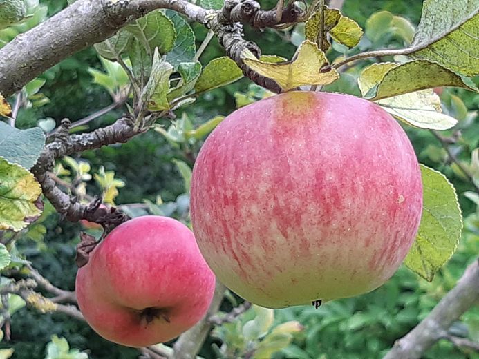 Szczęście mieszkania i radość z ogrodu – Sommerapfel