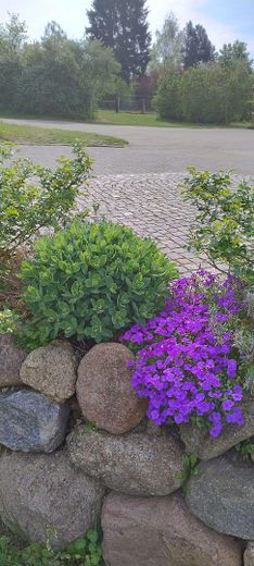 wunderschön bewachsen