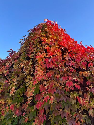 Impression (Garten)