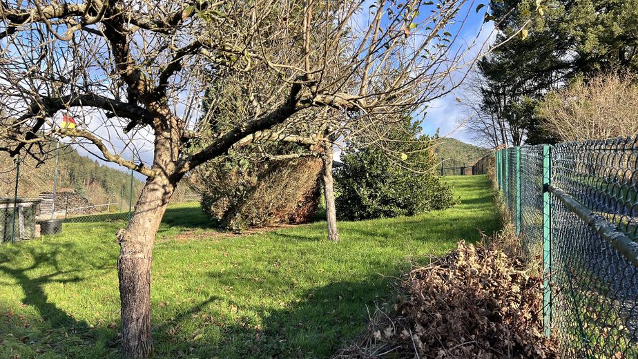 Garten mit Bäumen