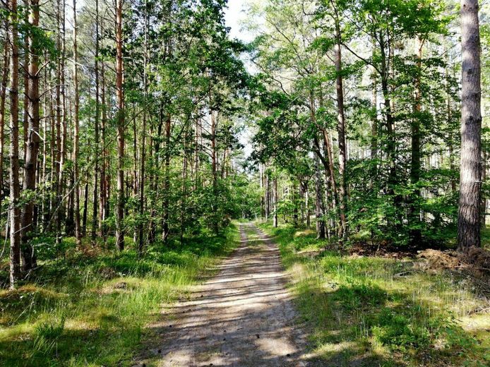 Waldweg