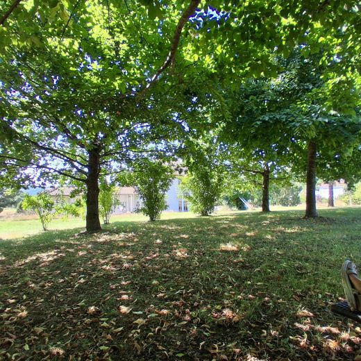 Entspannen im kühlen Wäldchen