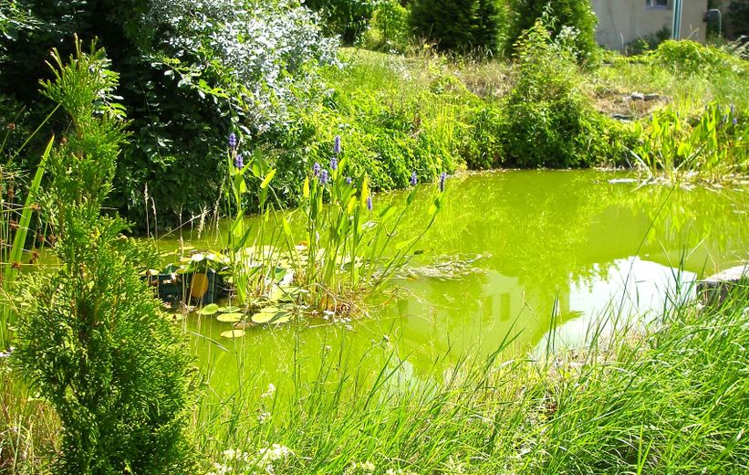 Naturteich/Regenwasserspeicher