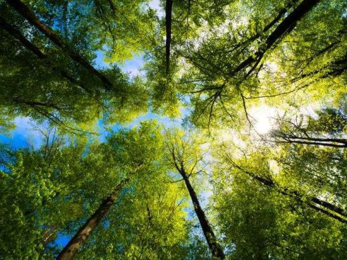 Waldgrundstück in Kösten, Lichtenfels – Foto 1