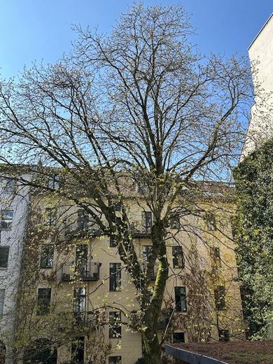 Kastanienbaum im Innenhof