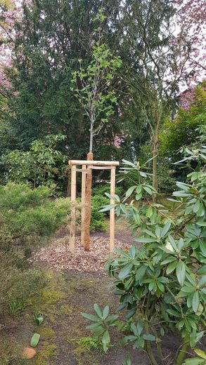 Kernsaniert: Appartement mit Balkon am Feenteich 2400 qm Garten S/W – Ersatzgepflanzter Baum