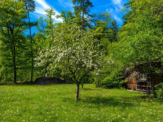 Ampia casa nel verde – utilizzo versatile, disponibile a breve | 659.000 € – Blick Richtung Wald/Bienenhaus