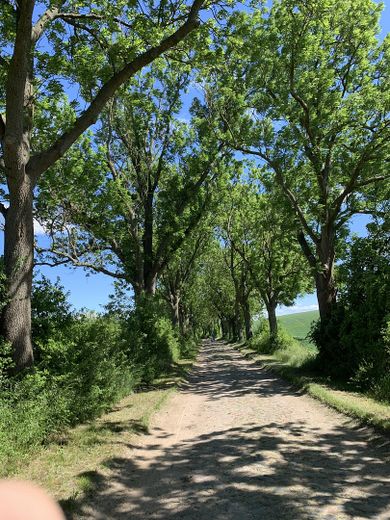 Dream property with house in the Uckermark – right in the biosphere reserve, water and forest – Allee 