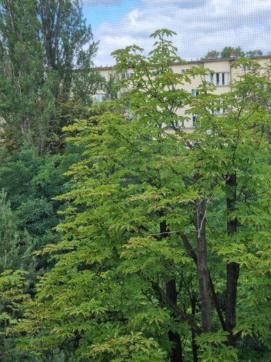 Sehr helle 2-Zi.-Whg., saniert, mit EBK, 4.OG mit Aufzug, Kudamm-Nähe – Blick vom Schlafzimmerfenster