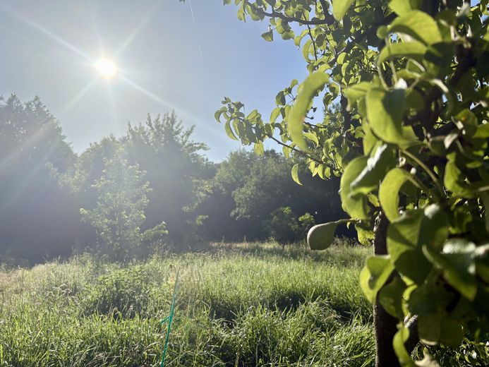 4.340 m² Natur in Biesenthal mit altem Baumbestand und Wasserlauf – Foto 6