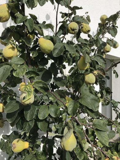 Haus für Individualisten + Genießer – Garten: Quitten beim Whirlpool