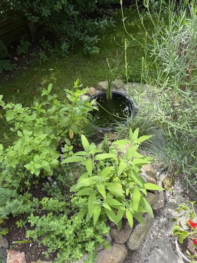 Groß Flottbek: 2,5 Zimmer mit kl. Garten in grüner Lage (WG 1) – Garten