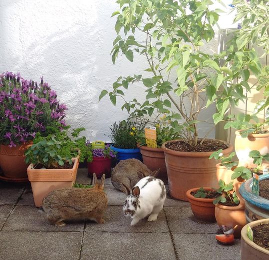 Dachterrasse Ansicht 1