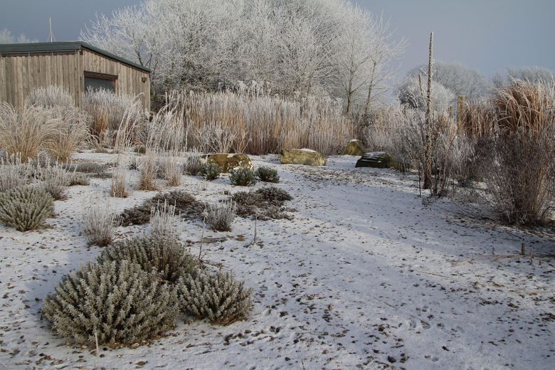 Kiesgarten Winter