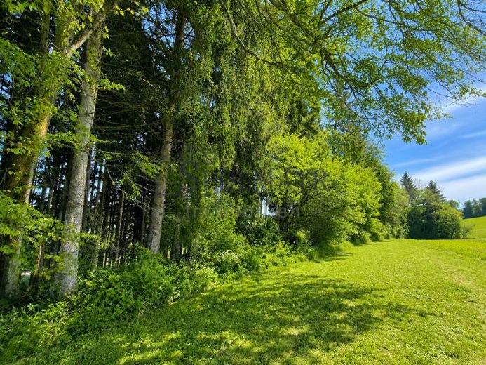 VERKAUF: Waldstreifen zwischen Drößling und Unering – Foto 1
