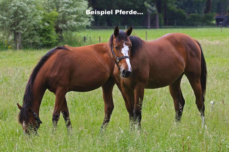 Propiedad rural idílica / paraíso natural - cerca de Múnich – Beispiel Pferde...