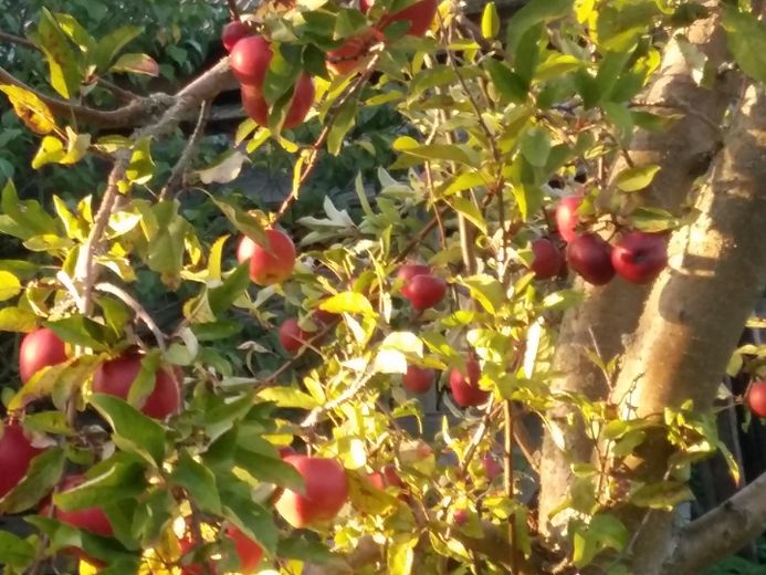 Reiche Ernte