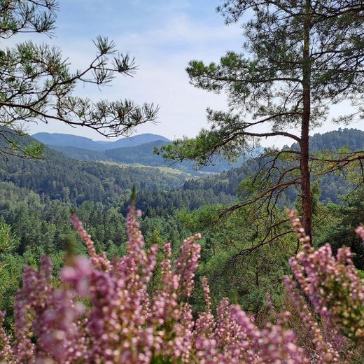 Impressionen Pfälzerwald