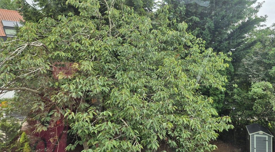 Blick vom Balkon ins Grüne
