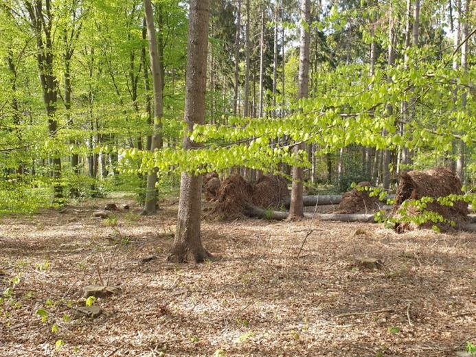 Waldfläche in Bramstedt/Lohe – Foto 1