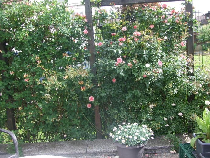 Terrasse mit Rosen