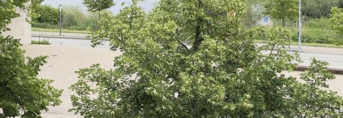 Repräsentatives Wohnen am Schlossgarten: Frisch renoviert & voller Wärme